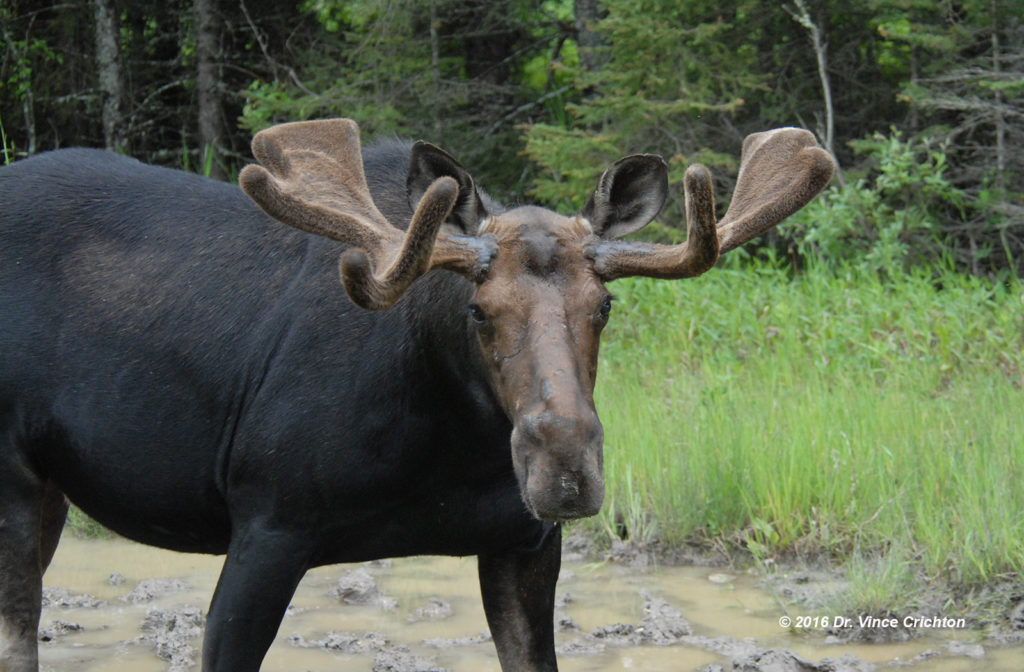 bull moose standing in a mud puddle