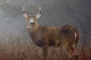 whitetail buck standing in a misty field with trees behind him
