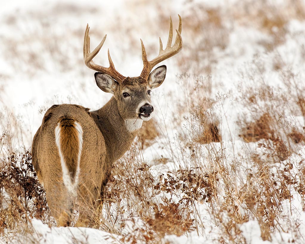 whitetail deer buck standing in a snowy field looking over his sholder