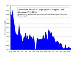 a graph showing the sauger harvest on lake winnipeg since 1939