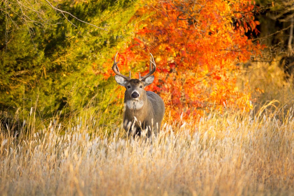 whitetail deer facing the camera with colorful fall foliage in the background