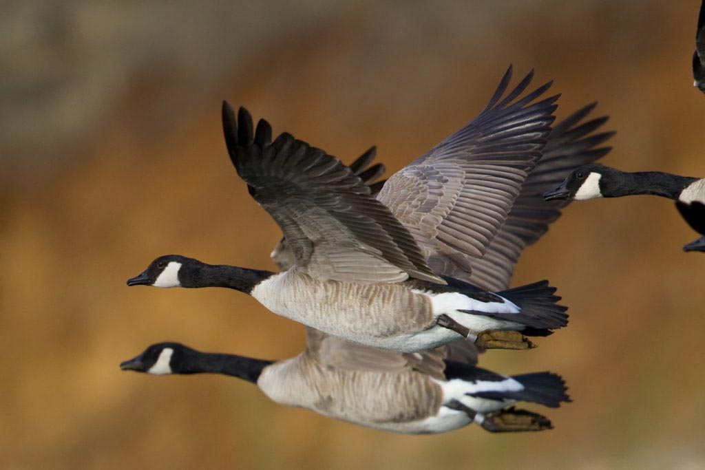 canadian geese on the wing with a blurred background