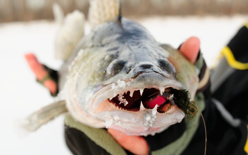 hand holding a walleye with a jig in its mouth facing the camera with a blurred background