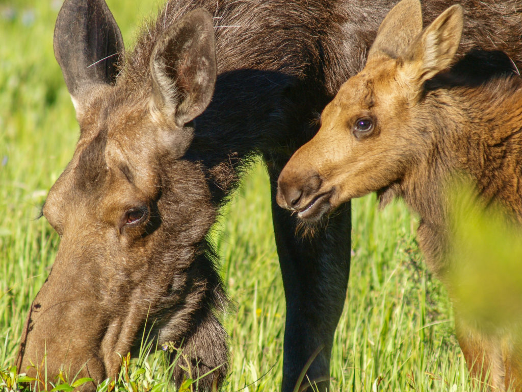 cow moose feeding on grass with moose calf standing beside