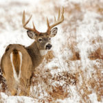whitetail deer buck looking over his shoulder and back at camera and standing in a snowy field