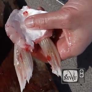 closeup of hand holding freshly butchered walleye wings