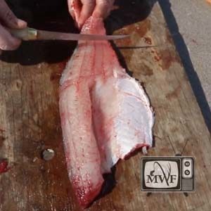 closeup of hand holding knife filleting a walleye