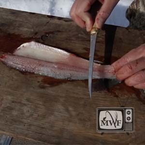 hand holding knife which is hovering over a walleye fillet