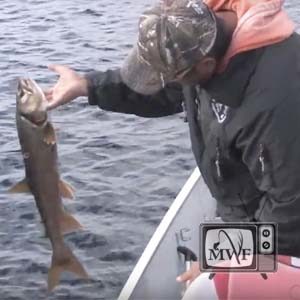 man leaning over boat gunnels and holding a lake trout