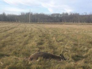 dead whitetail deer lying in farmers field