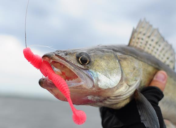 walleye with jig in its mouth