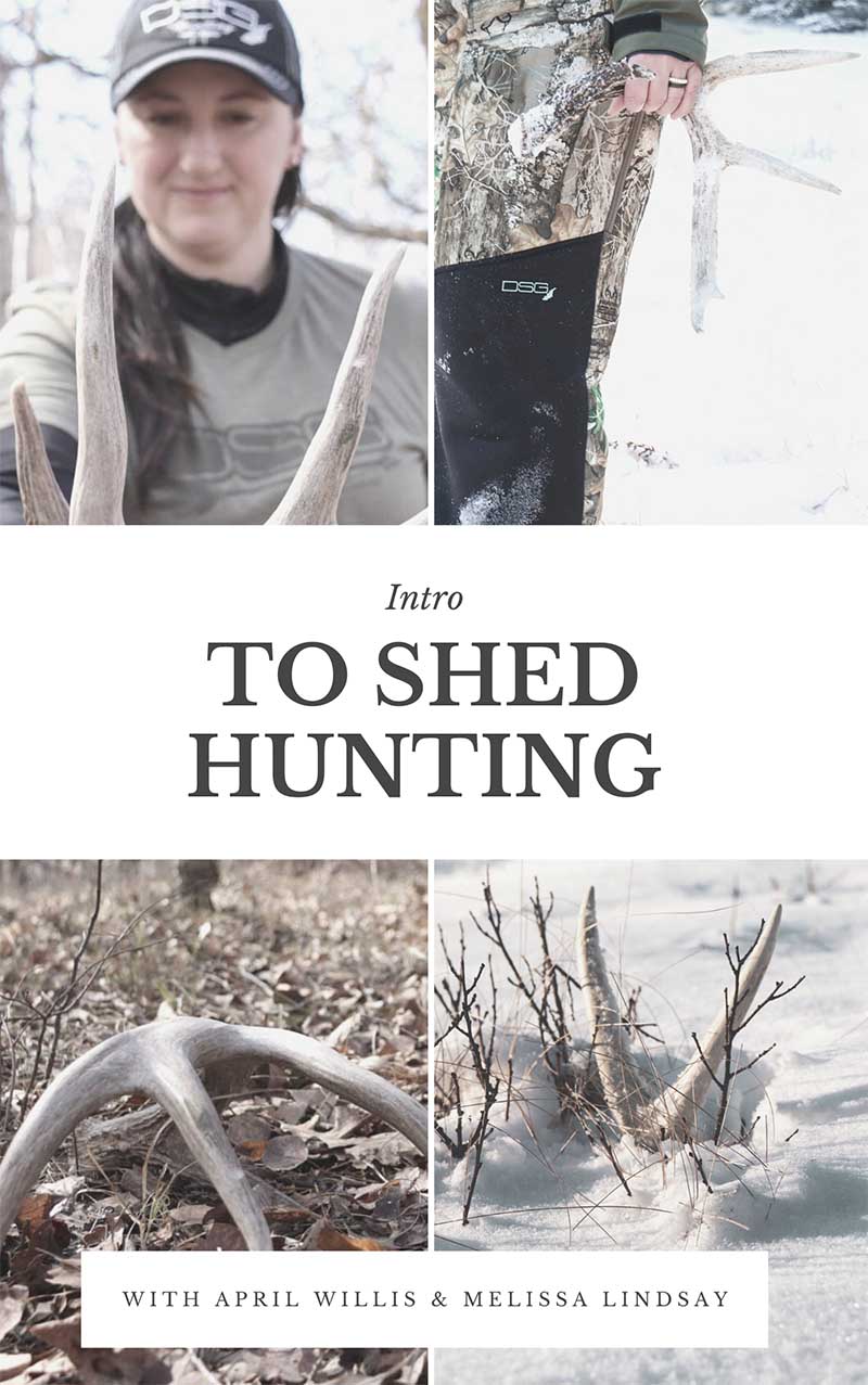 Shed Hunting